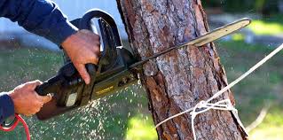 Professional  Tree Services in Union City, IN