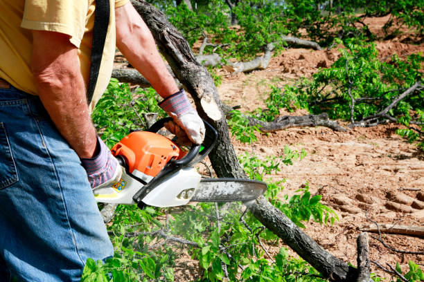 Why Choose Our Tree Removal Services in Union City, IN?